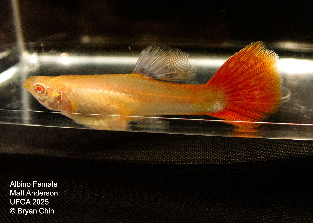 Guppy Female  Albino Red